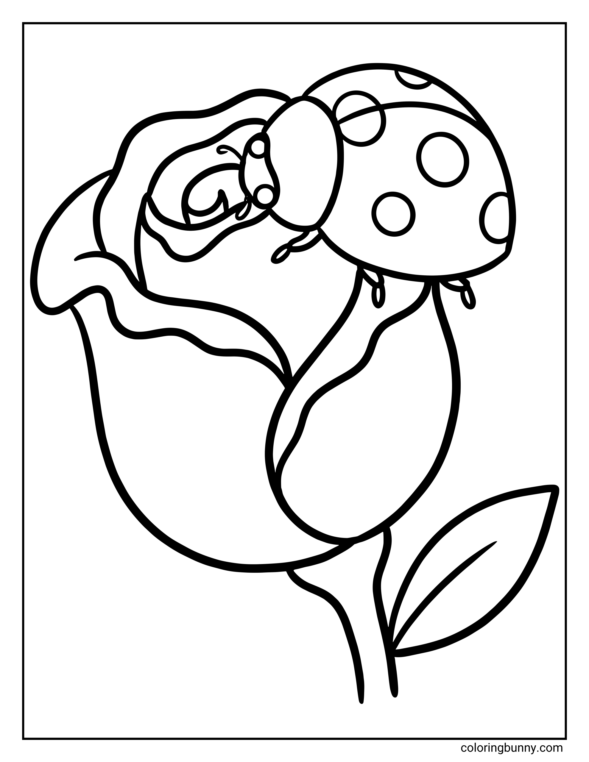 Trang Tô Màu Bọ Rùa Trên Hoa Hồng