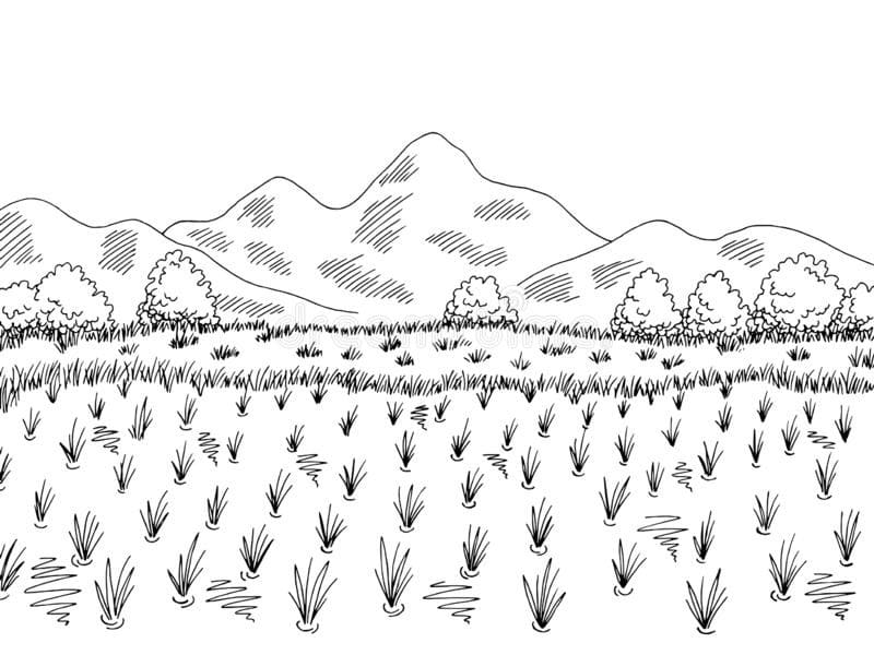 Cánh Đồng Lúa Bao La