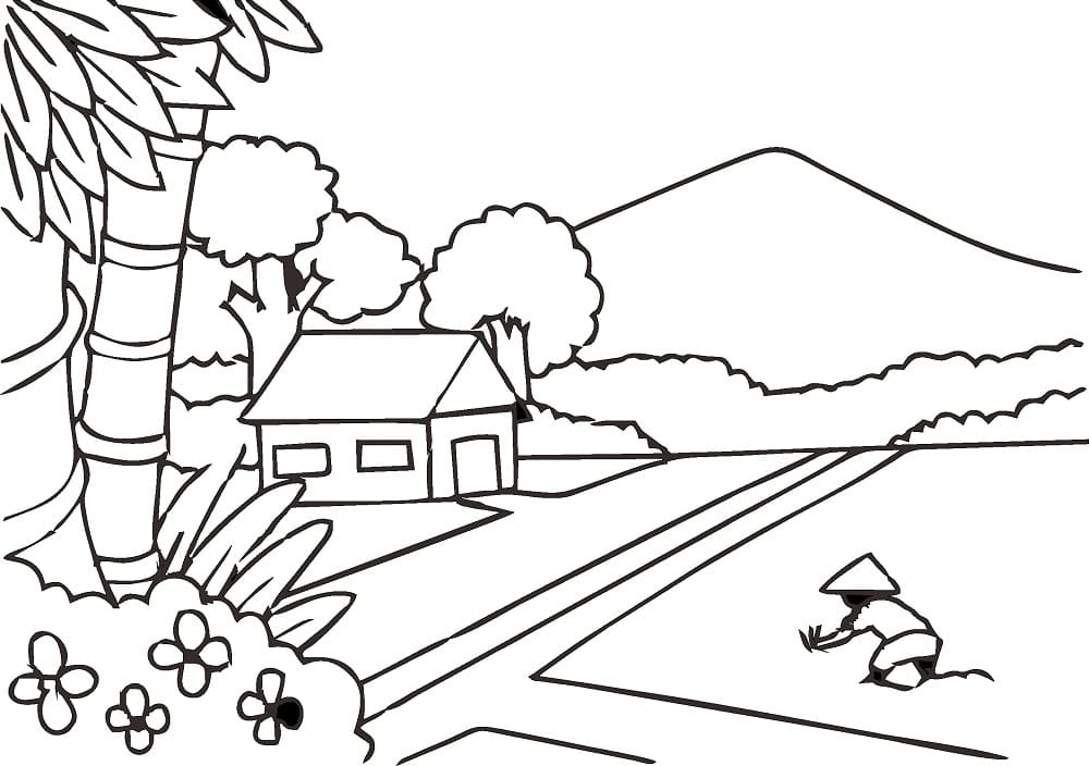 Cánh Đồng Lúa Bình Yên