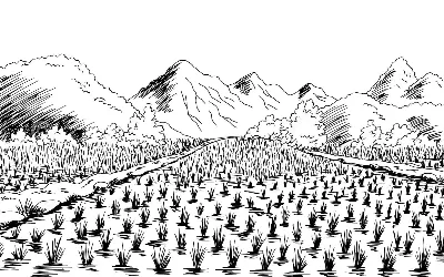 Cánh Đồng Lúa Chân Thực