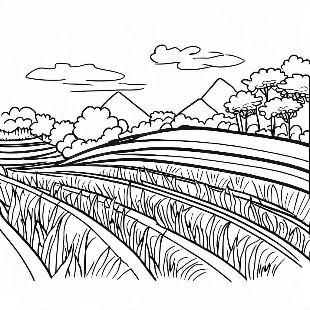 Cánh Đồng Lúa Mênh Mông