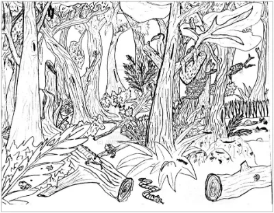 Khu Rừng Nguyên Sinh