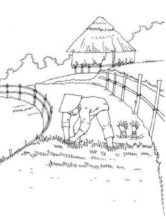 Người Nông Dân Ngoài Đồng